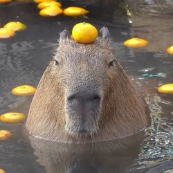 Logo de capybara