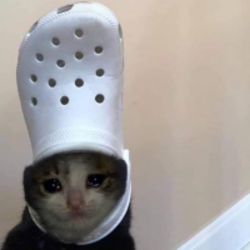 شعار croc cat