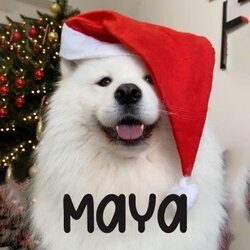 Maya Logo
