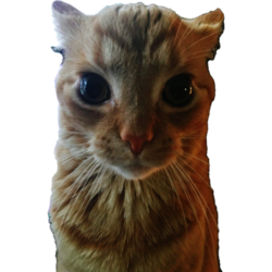 Gakster