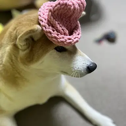 dogwifhat2 图标