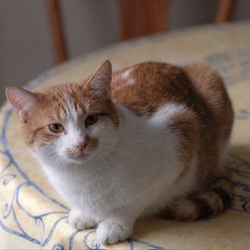 شعار Tibanne Thecat