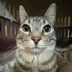 ZAZU價格預測