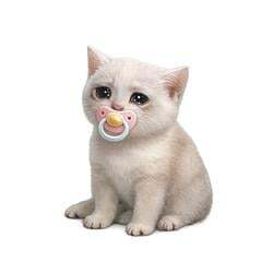 Baby Cash Cat 로고