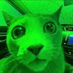 Market Cat