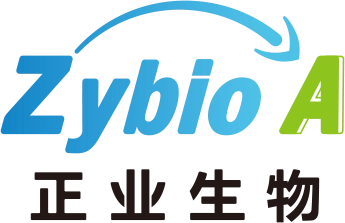 ZYBT