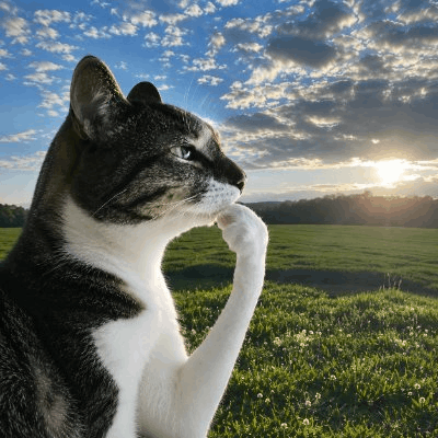 Thinking Cat Logo